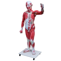 Picture of Muscular Figure Natural Size