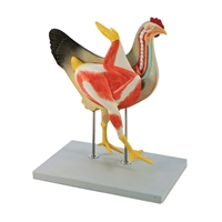Picture of Chicken Model