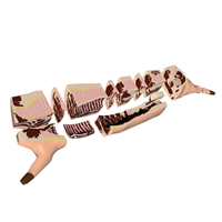 Photo de Butcher Pork Cut Models