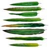 Picture of Corn Stalk Model