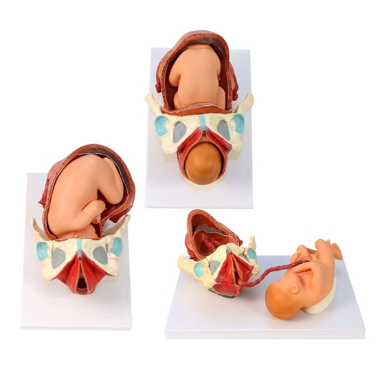 Picture of RealCare Birth Model Set (3 piece)