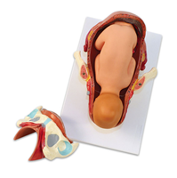 Picture of RealCare Birth Model Set (3 piece)