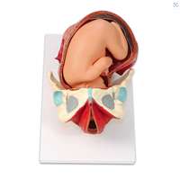 Picture of RealCare Birth Model Set (3 piece)
