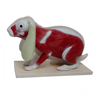Picture of Rabbit Model