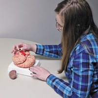 Picture of Brain and Cerebral Arteries Model