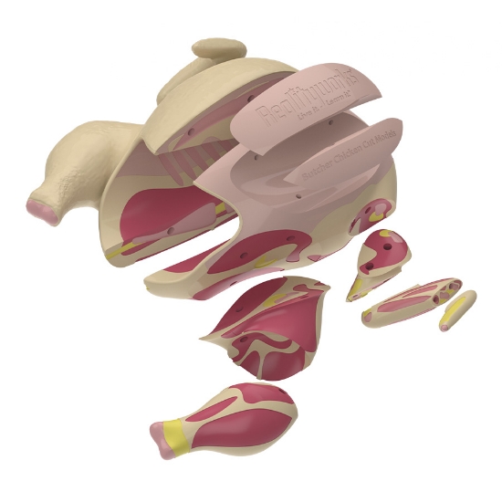 Picture of Butcher Chicken Cut Models