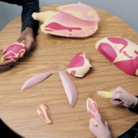 Picture of Butcher Chicken Cut Models