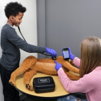 Photo de Canine Auscultation Trainer