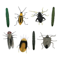 Picture of Crop Insects Kit