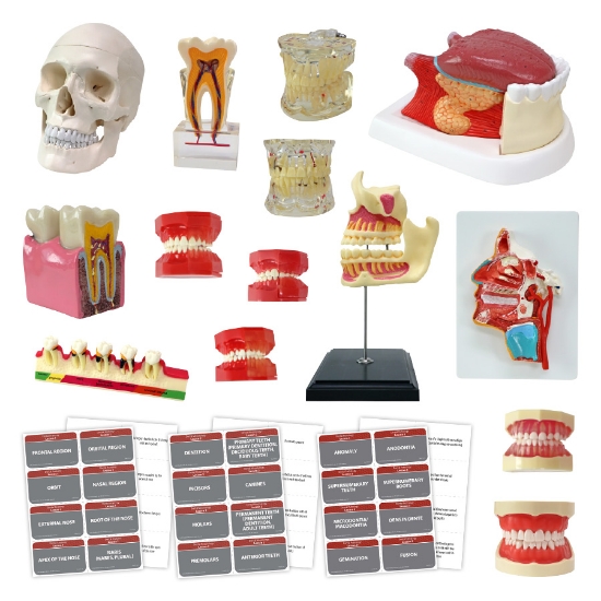 Picture of Dental Anatomy Model Set