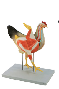 Picture for category Animal Models